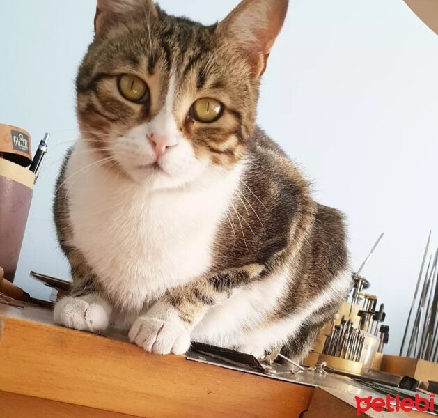 Tekir Kedi, Kedi  Moli fotoğrafı