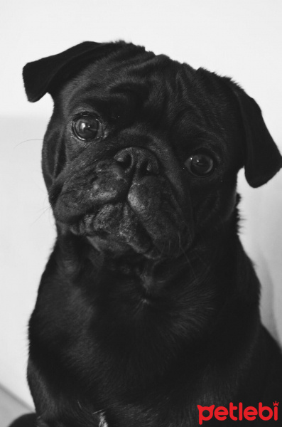 Pug, Köpek  Odin  fotoğrafı