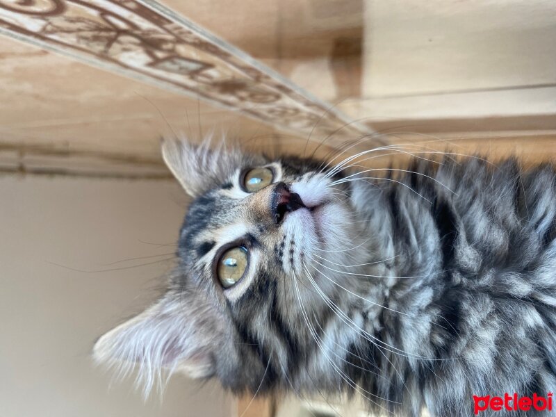 Norwegian Forest, Kedi  Gölge fotoğrafı