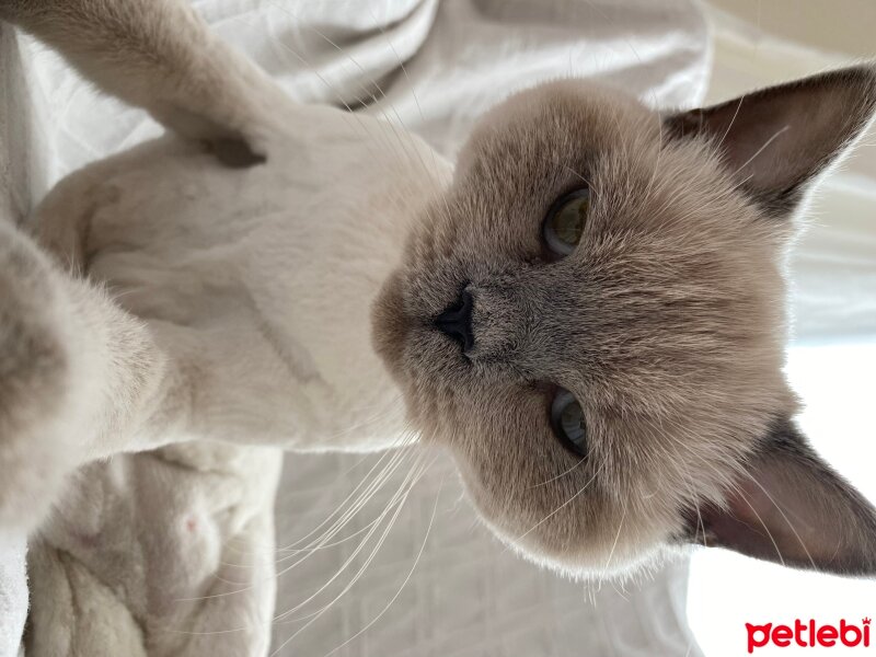 British Shorthair, Kedi  Mia fotoğrafı