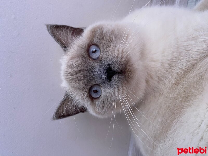 British Shorthair, Kedi  Mia fotoğrafı