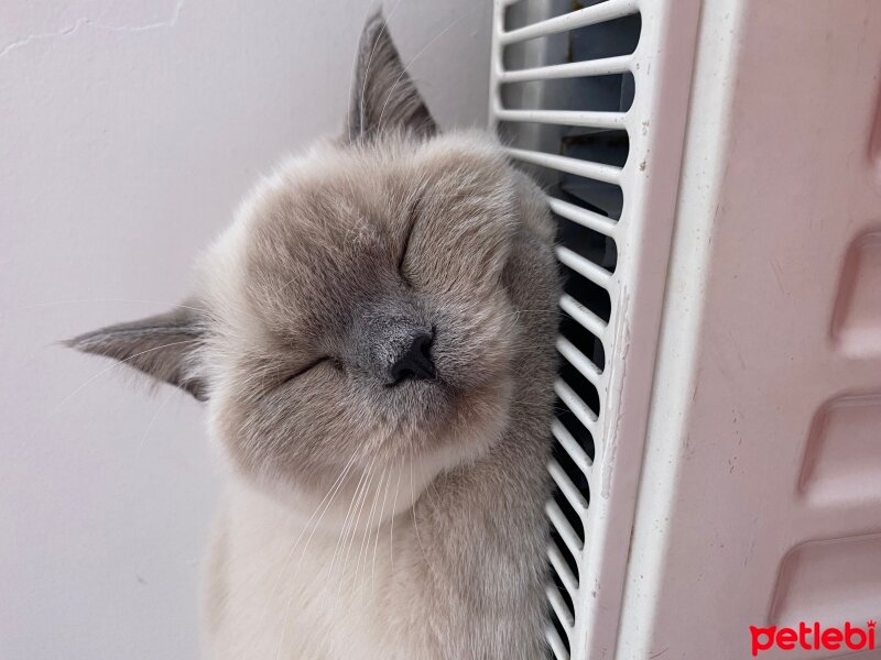 British Shorthair, Kedi  Mia fotoğrafı