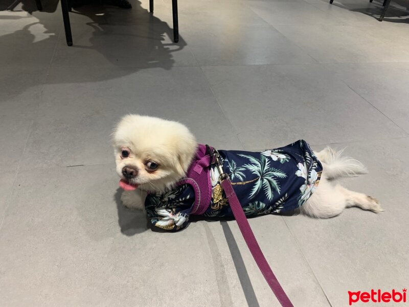 Pekingese, Köpek  Cookie fotoğrafı