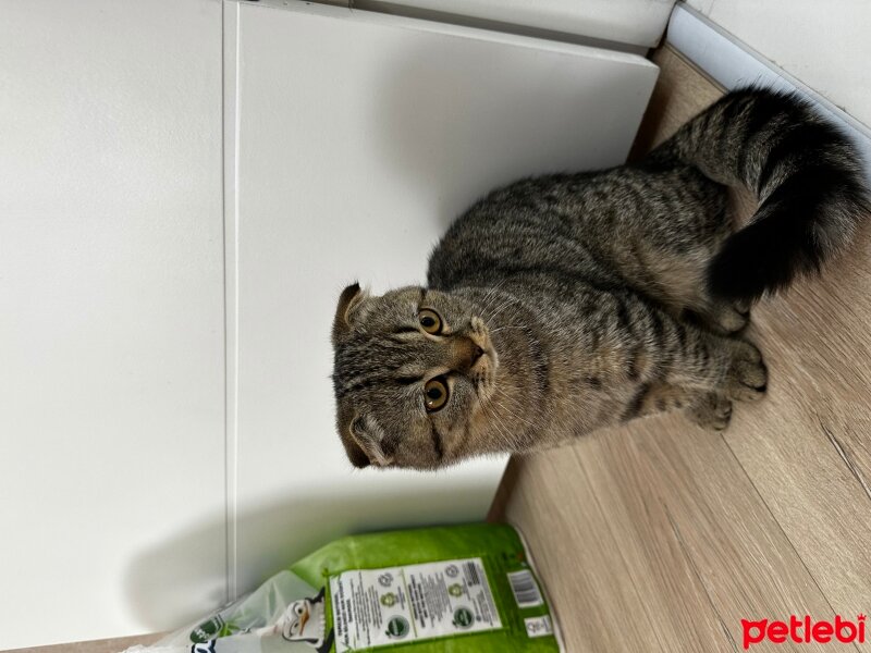 Scottish Fold, Kedi  Memati fotoğrafı