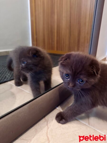 British Shorthair, Kedi  Moka fotoğrafı