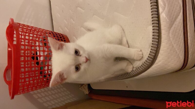 Scottish Fold, Kedi  Miyo fotoğrafı