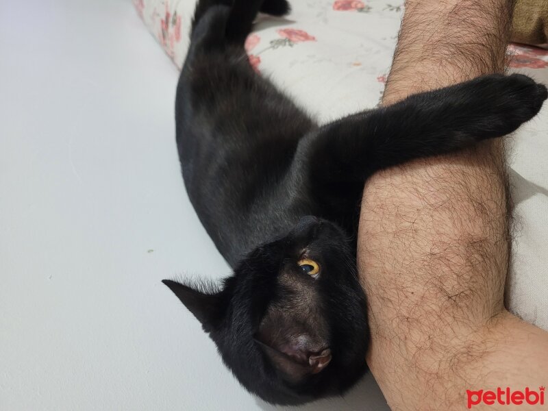 Bombay, Kedi  Badem fotoğrafı