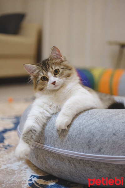 Sibirya Kedisi, Kedi  Brusnika fotoğrafı