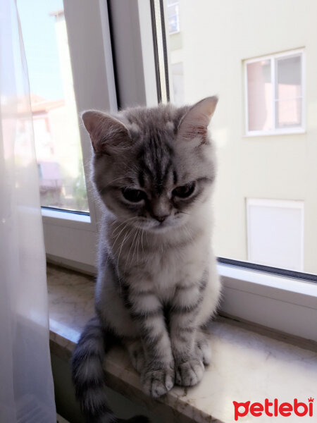 British Shorthair, Kedi  Ayka fotoğrafı