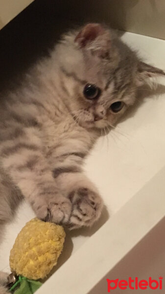 British Shorthair, Kedi  Ayka fotoğrafı