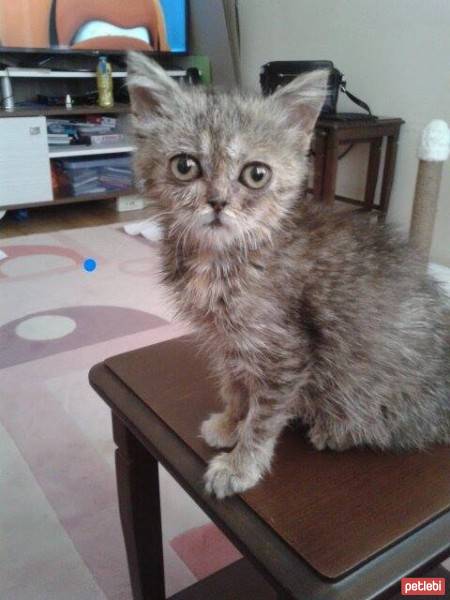 Scottish Fold, Kedi  Lokum fotoğrafı