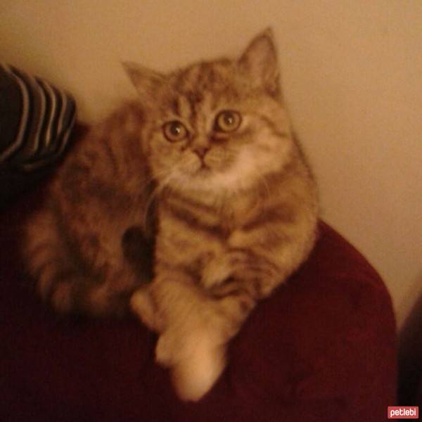 Scottish Fold, Kedi  Lokum fotoğrafı