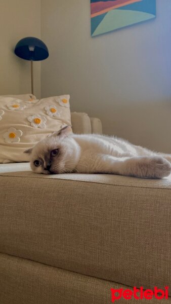 Scottish Fold, Kedi  Dobby fotoğrafı