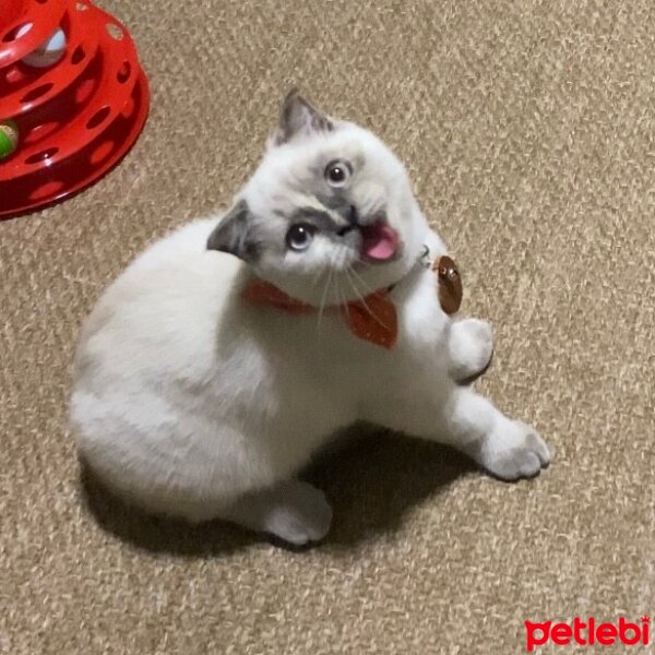 Scottish Fold, Kedi  Dobby fotoğrafı