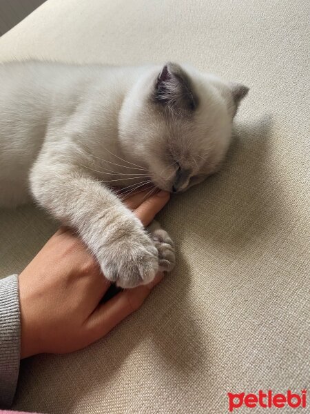 Scottish Fold, Kedi  Dobby fotoğrafı