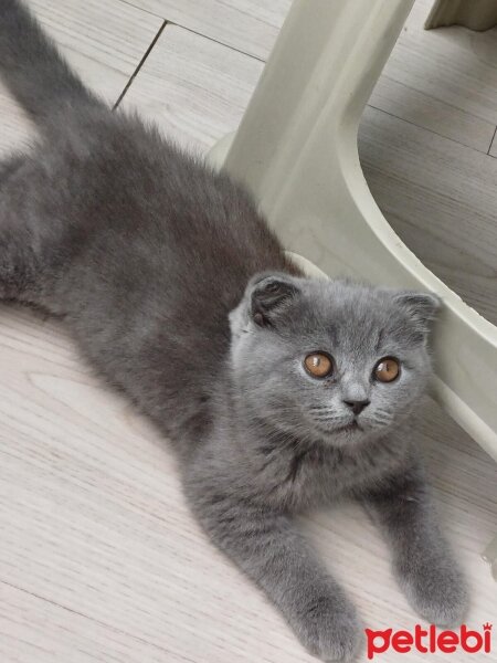 Scottish Fold, Kedi  Ciro fotoğrafı