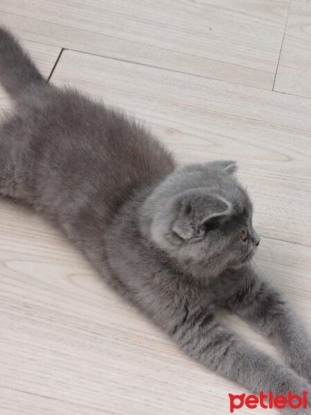 Scottish Fold, Kedi  Ciro fotoğrafı