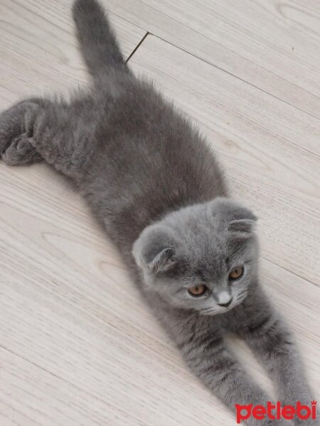 Scottish Fold, Kedi  Ciro fotoğrafı