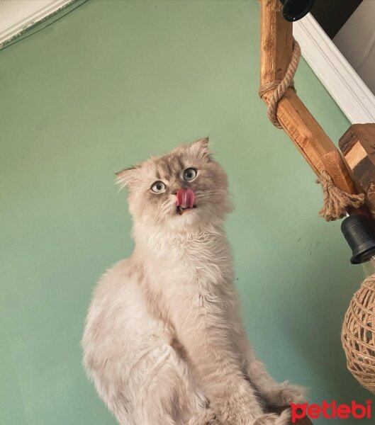 Scottish Fold, Kedi  Heyz fotoğrafı