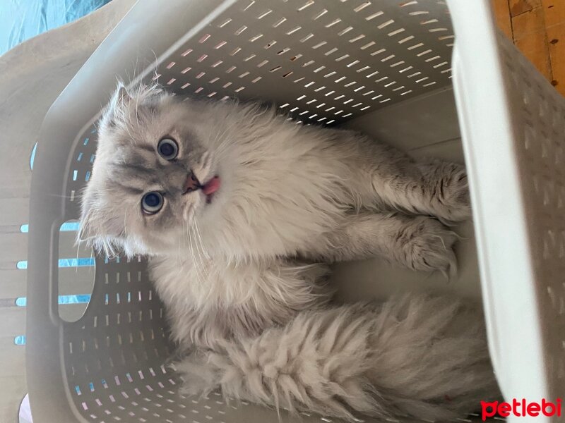 Scottish Fold, Kedi  Heyz fotoğrafı