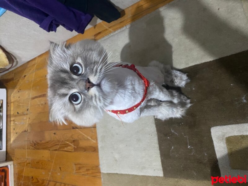 Scottish Fold, Kedi  Heyz fotoğrafı