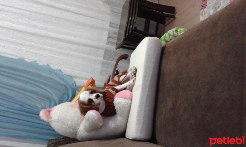 King Charles Spaniel, Köpek  Shopen fotoğrafı