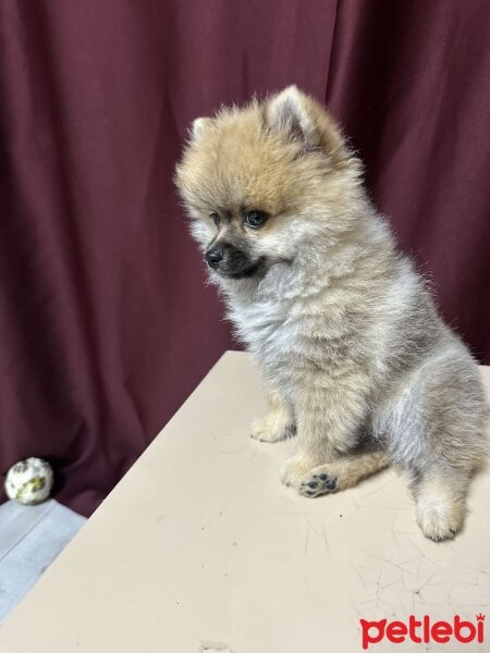 Pomeranyalı, Köpek  darla fotoğrafı