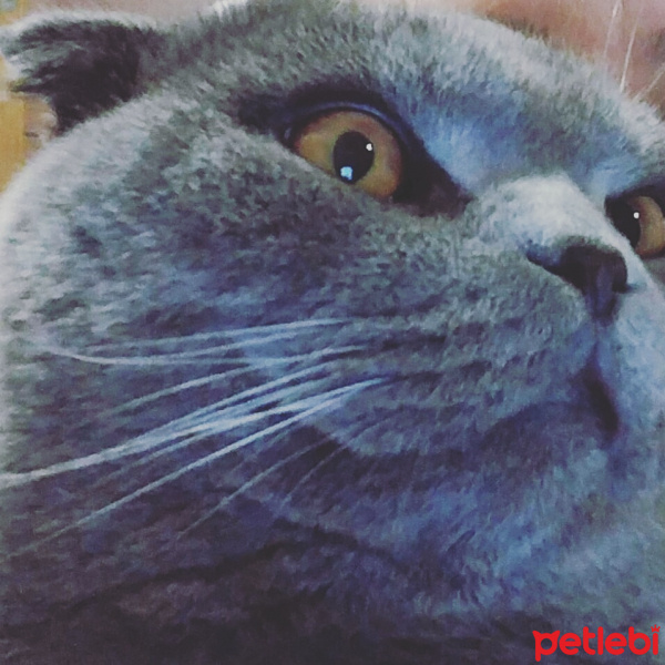 Scottish Fold, Kedi  Paşa fotoğrafı