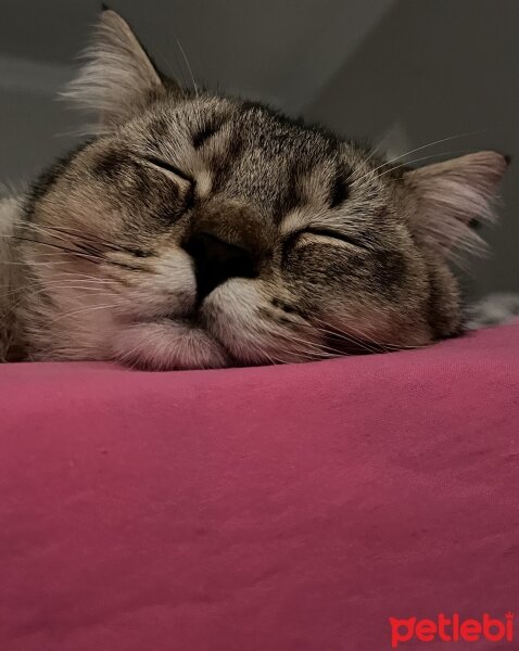 British Shorthair, Kedi  Kamil fotoğrafı