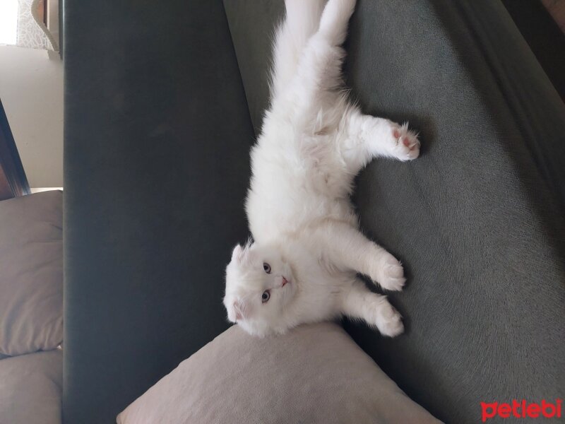 British Longhair, Kedi  Saffet fotoğrafı