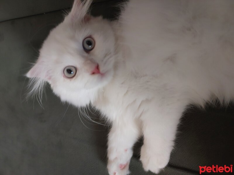 British Longhair, Kedi  Saffet fotoğrafı