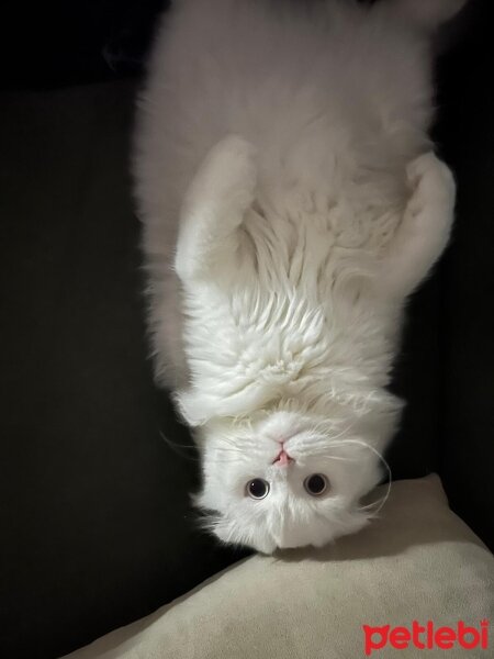 British Longhair, Kedi  Saffet fotoğrafı