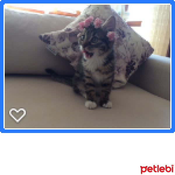 Tekir Kedi, Kedi  Merida fotoğrafı