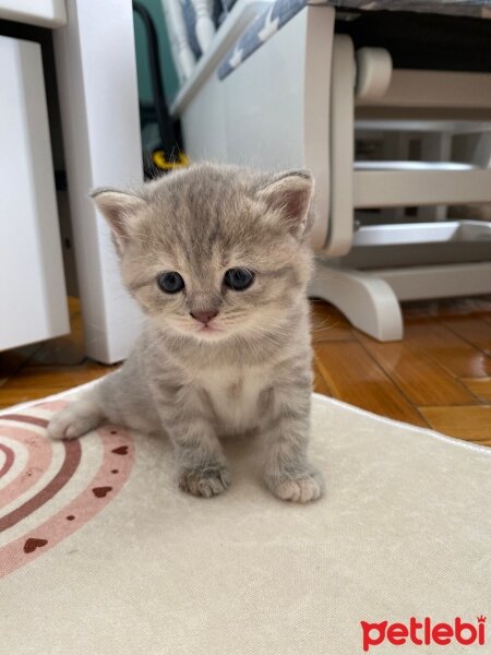 British Longhair, Kedi  İsimsiz fotoğrafı