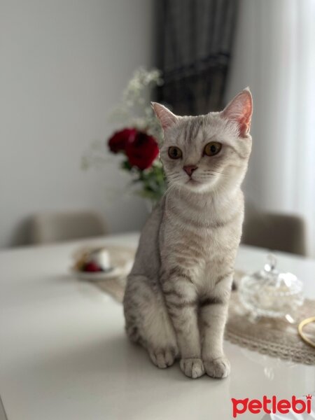 British Shorthair, Kedi  ARWEN fotoğrafı