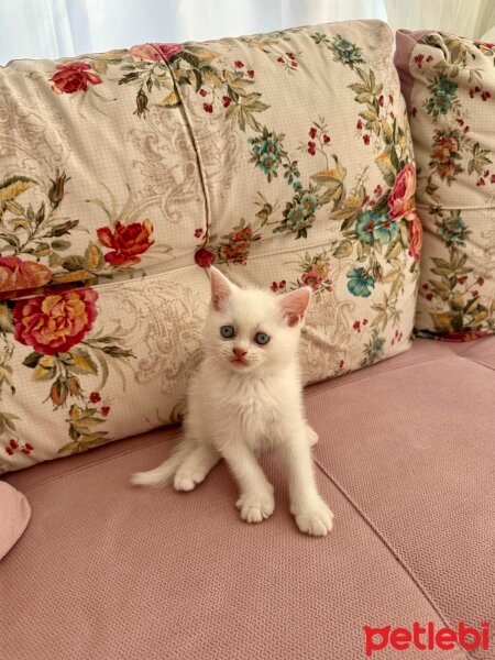 British Longhair, Kedi  bebek fotoğrafı