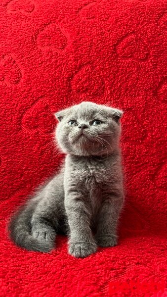 Scottish Fold, Kedi  TOKMAK fotoğrafı