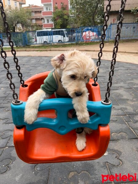 Maltese, Köpek  Lucky fotoğrafı