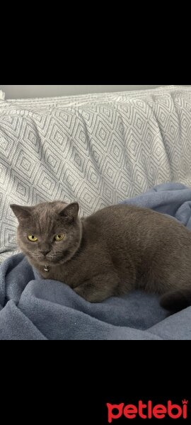 British Shorthair, Kedi  Şeker fotoğrafı