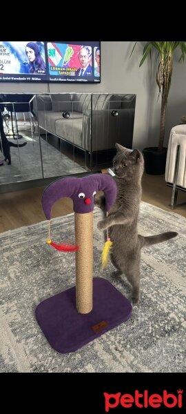 British Shorthair, Kedi  Şeker fotoğrafı