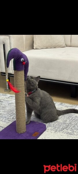 British Shorthair, Kedi  Şeker fotoğrafı