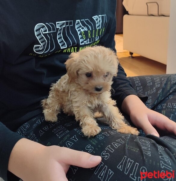 Poodle (Minyatür Kaniş), Köpek  Tarçın fotoğrafı