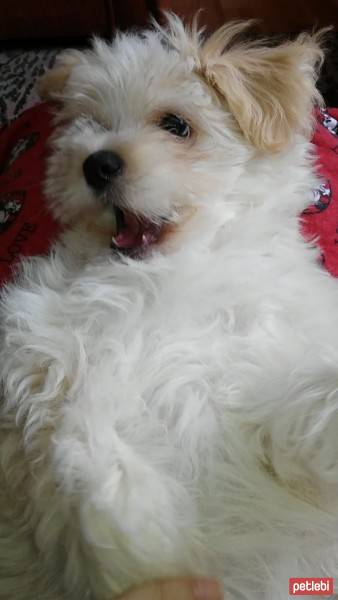 Bichon Havanese, Köpek  Oddie fotoğrafı