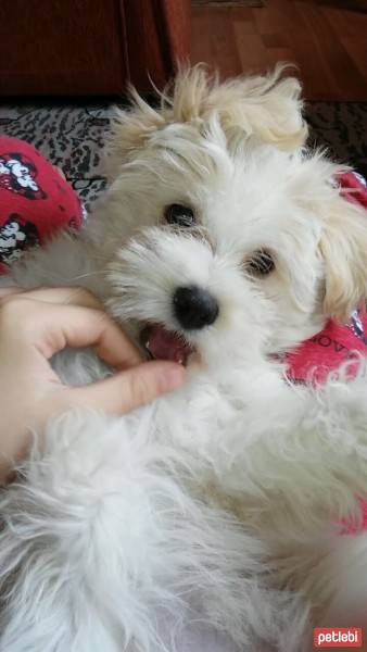 Bichon Havanese, Köpek  Oddie fotoğrafı