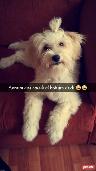 Bichon Havanese, Köpek  Oddie fotoğrafı