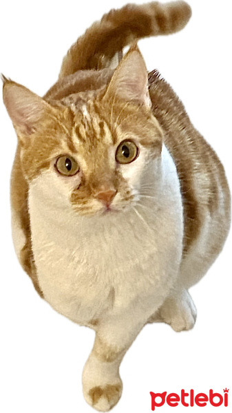Tekir Kedi, Kedi  Tarçın fotoğrafı