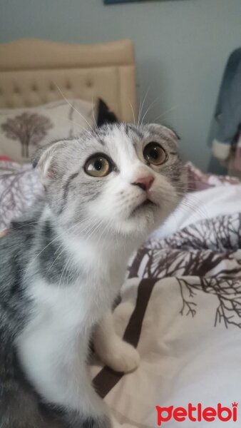 Scottish Fold, Kedi  Koko fotoğrafı