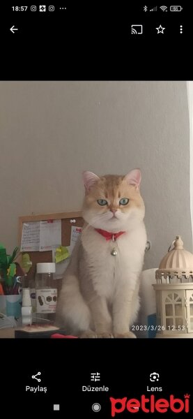 British Shorthair, Kedi  Prens fotoğrafı