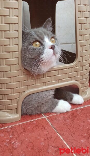 British Shorthair, Kedi  Paşa fotoğrafı