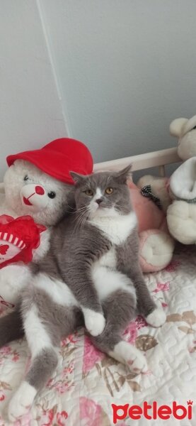 British Shorthair, Kedi  Paşa fotoğrafı